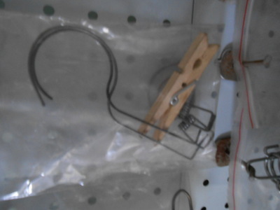 探索长虹弹簧厂 厂家直销，优质扭转弹簧的专业供应商